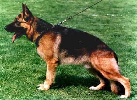 Apoll vom Laacher-Haus | German Shepherd Dog 