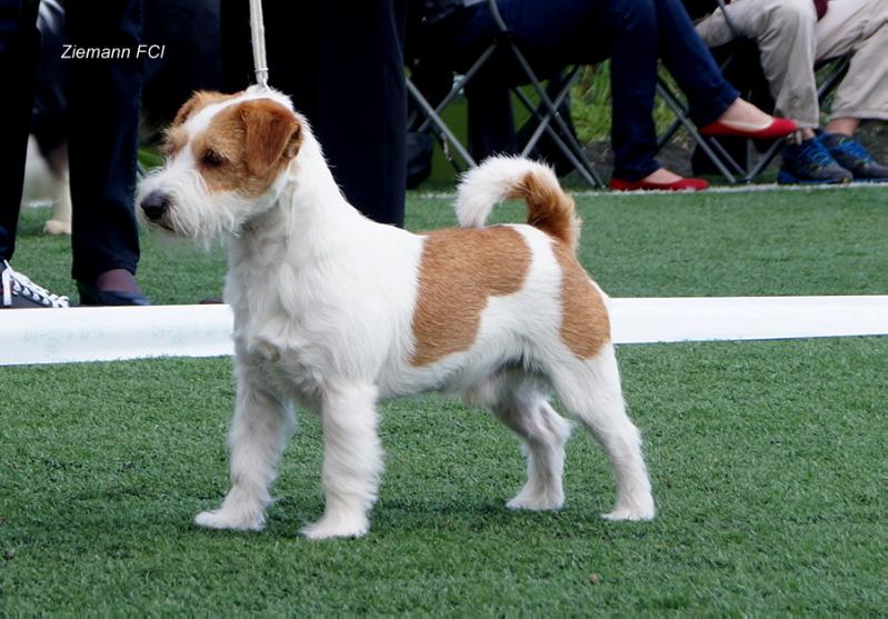 CASINO ROYALE Ziemann | Jack Russell Terrier 