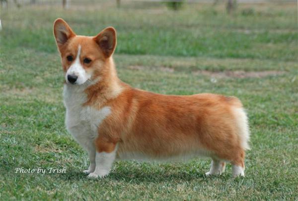 Nireno Macarena Toknight | Pembroke Welsh Corgi 