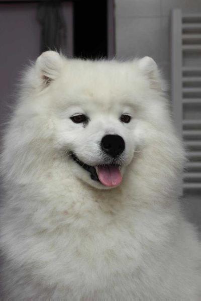 Belyi Volk Modus Vivendy | Samoyed 