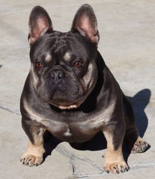 Pack Edge Tyrione | French Bulldog 