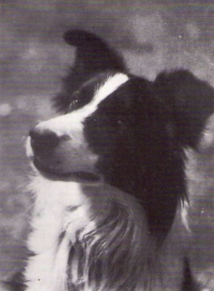 Vic Of Berwickshire (ISDS 4261) | Border Collie 