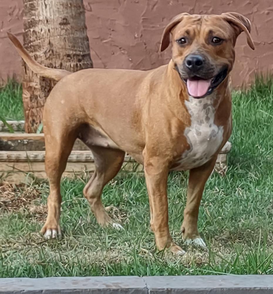 Amstaff Camarilha Dixieland Jazz | American Staffordshire Terrier 
