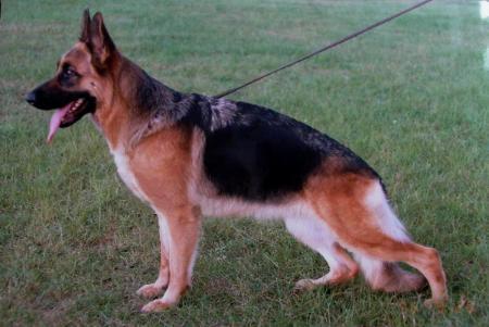 Ussi von Isidora | German Shepherd Dog 