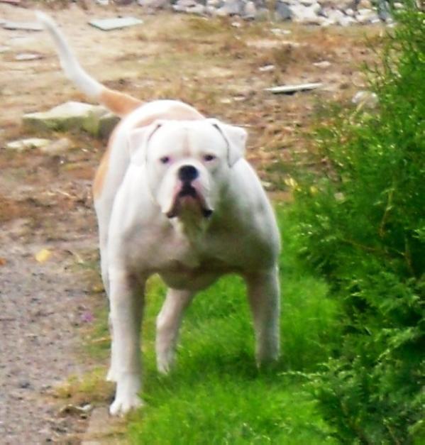 Bulldrow Zonnen Sarmat | American Bulldog 