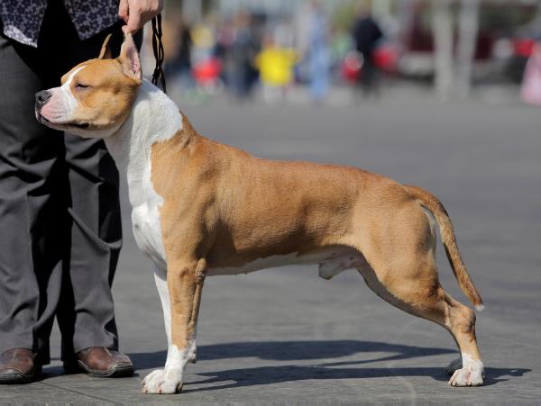 Getic Flames Crixus | American Staffordshire Terrier 