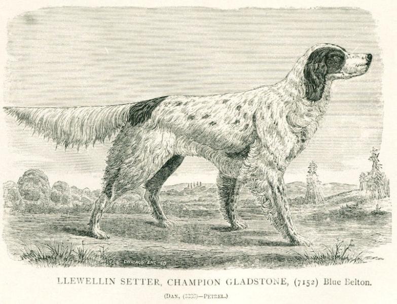 Gladstone (1876) 113 v1 (7152) | English Setter 