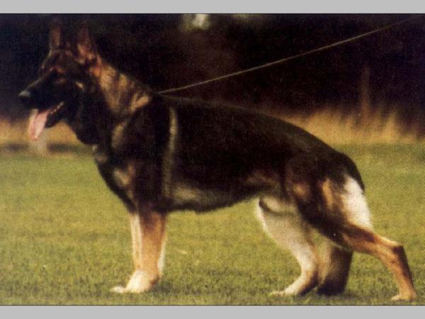 Fax vom Haus Bernhart-Mader | German Shepherd Dog 