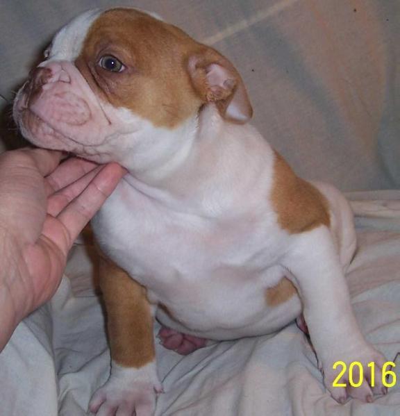 BuffaloCreek's Desert Eagle | Olde English Bulldogge 