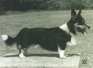 Corgi's Ecco | Cardigan Welsh Corgi 