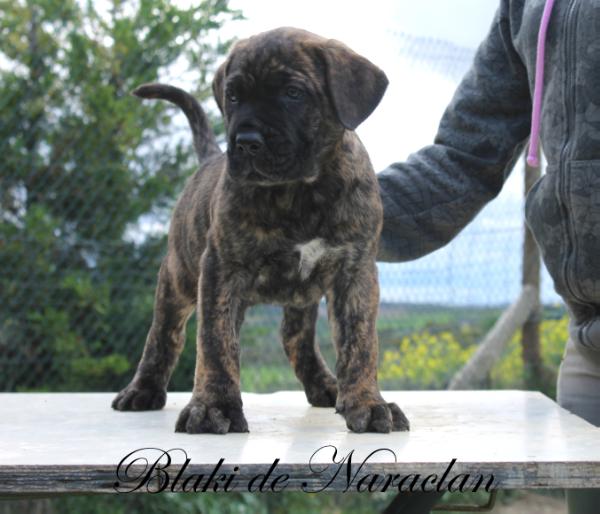 Blaki de Naraclan | Perro de Presa Canario 