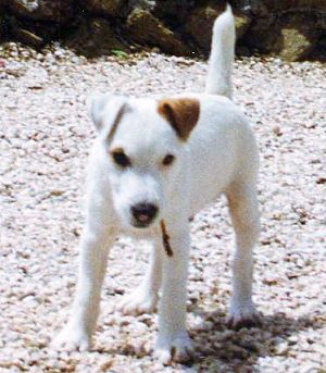 Rednock Viper | Jack Russell Terrier 