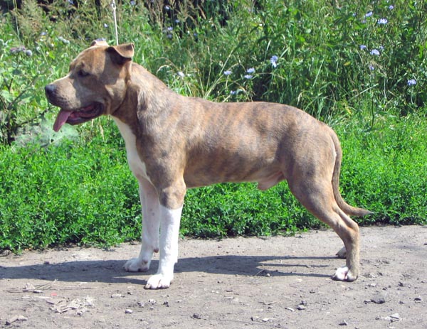 Lamasko Punxsy Phil | American Staffordshire Terrier 