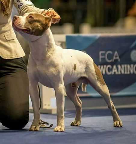 Nightmare JR NW | American Pit Bull Terrier 