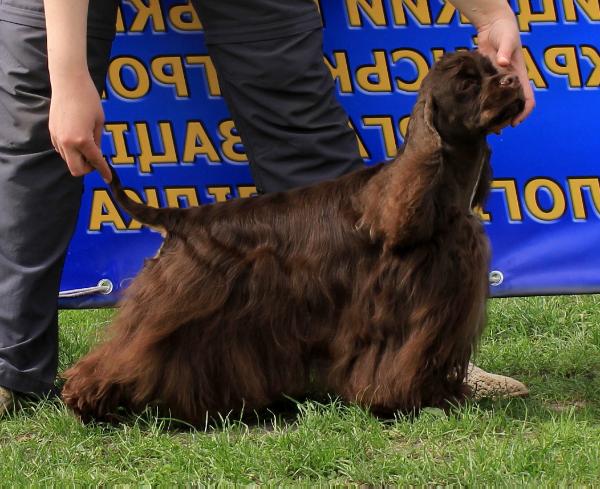 Ma cherie | American Cocker Spaniel 