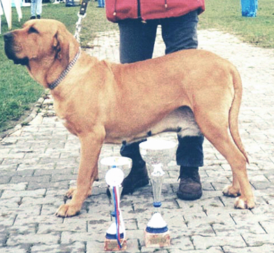 Caila do Quizanga | Fila Brasileiro 