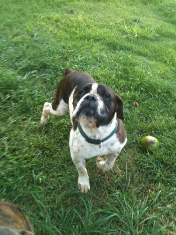 Shrek | Olde English Bulldogge 