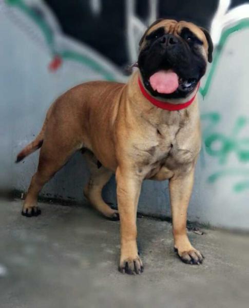 Peggy Big Head Beauties | Bullmastiff 