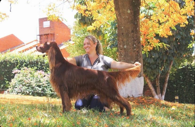 Triaccan Irish Nirvana | Irish Setter 