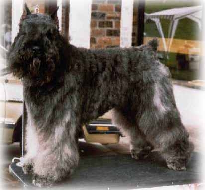 Aristes Hot Shot | Bouvier des Flandres 