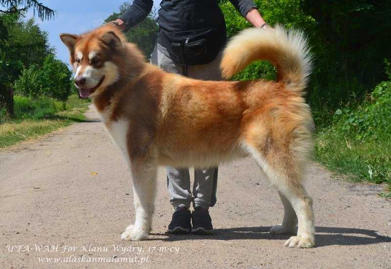 U'Ta-Wah For Klan Wydry | Alaskan Malamute 