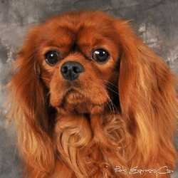 Dior De La Geode | Cavalier King Charles Spaniel 