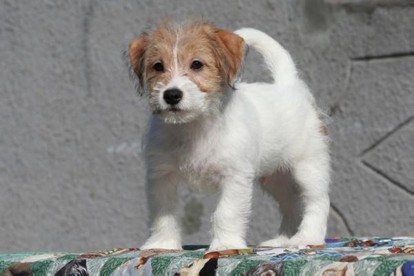 Barni Badoriy Vovkulaka | Jack Russell Terrier 