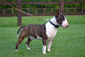 Key From My Heart Venturesome | Miniature Bull Terrier 