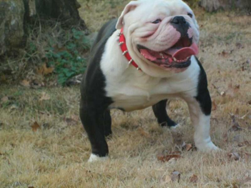 SELFMADE Bulldogs DJANGO (H.A.M) | Olde English Bulldogge 