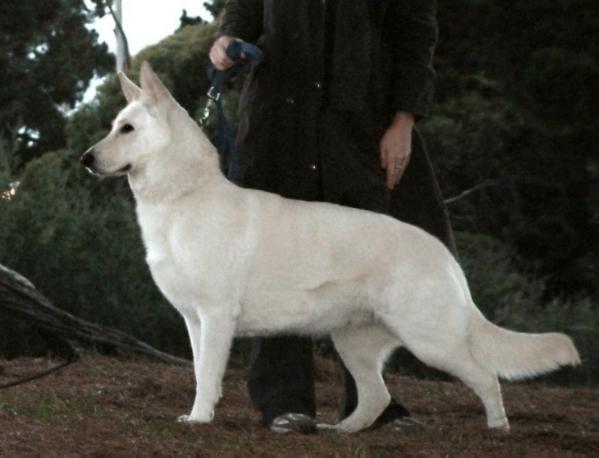 Neigepearl Vital Obsession | White Swiss Shepherd Dog 