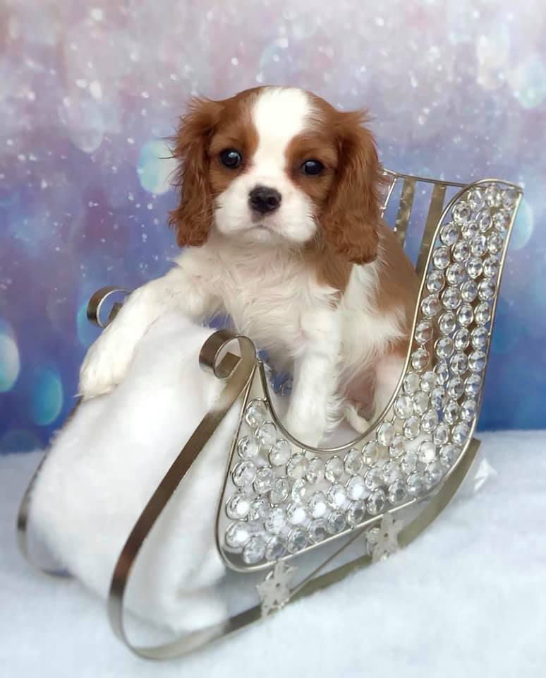 Enchanting's Believer | Cavalier King Charles Spaniel 