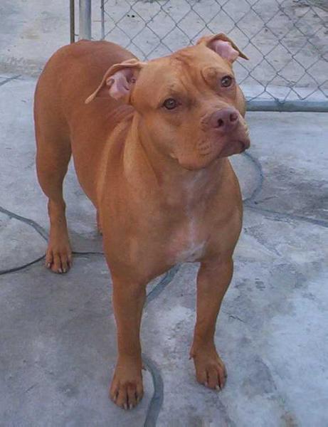 CHERI'S REDFAWN ANGEL O' DANGER | American Pit Bull Terrier 