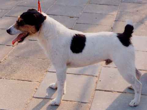 Dealer (D. Jones) | Jack Russell Terrier 