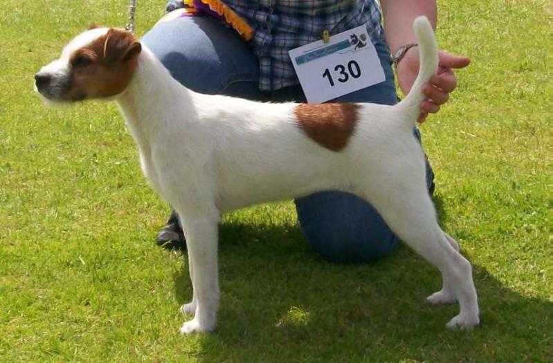 Rushden Show Stopper | Parson Russell Terrier 