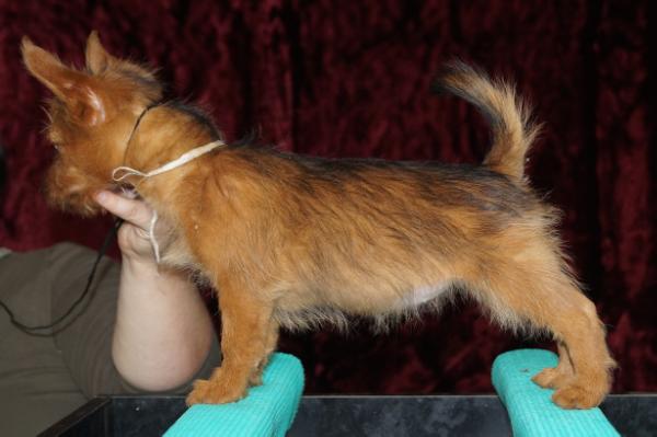 Yakogor tsel k pobede | Australian Terrier 