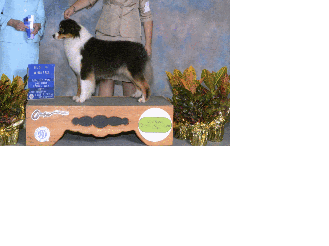 Limelite's Whispers on the Bayou | Australian Shepherd 