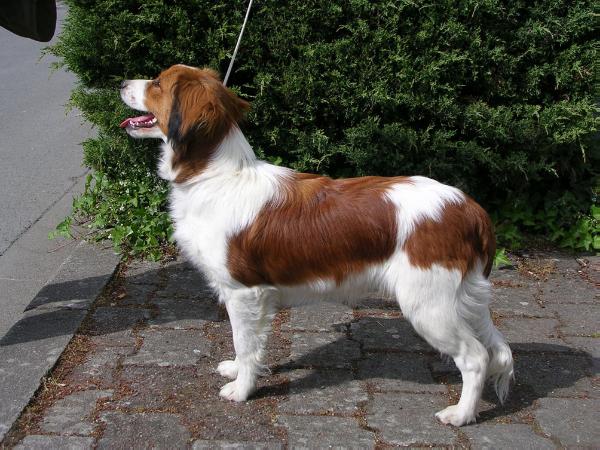 Sensifi's Atlantica Fire and Ice | Kooikerhondje 