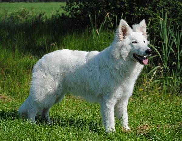 Sjonah-Mae fan Cosmo's Noflik Stee | White Swiss Shepherd Dog 