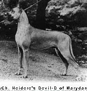 Heidere's Devil-D of Marydane | Great Dane 