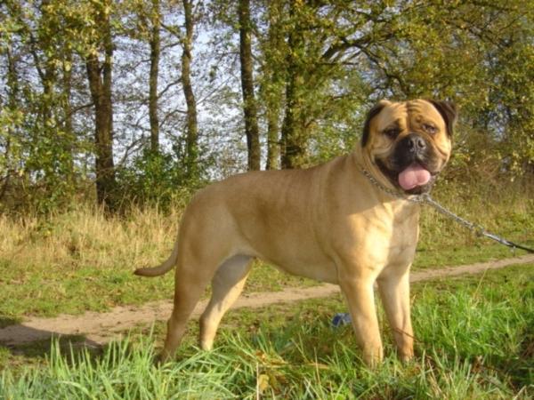 Diva v. 't Ginderdoor | Bullmastiff 