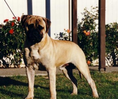 Mikell Ranah's of Leatherneck | Bullmastiff 