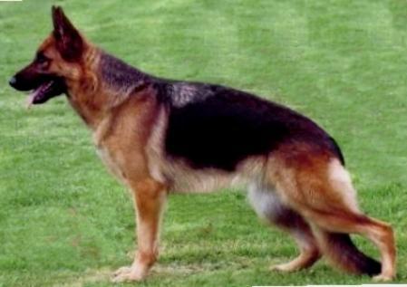 Frieda Knoblauchsland | German Shepherd Dog 