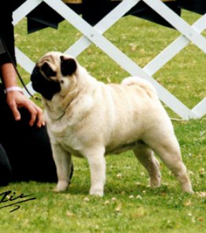 ROWELL'S MR ALFRED LEIGHT | Pug 