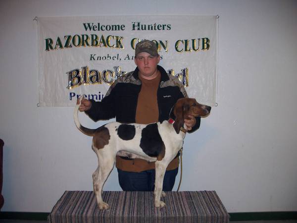 Rock River Dixie | Treeing Walker Coonhound 