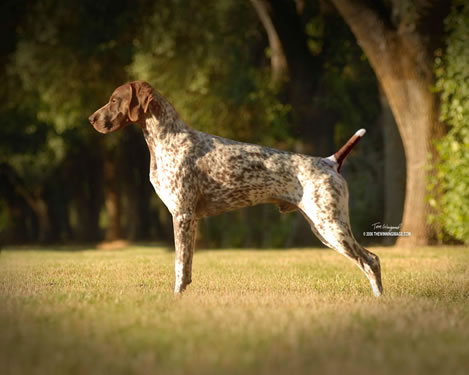 Robin Crest Bold Venture | German Shorthaired Pointer 