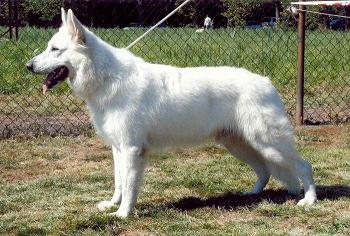 Fill White Majestics | White Swiss Shepherd Dog 