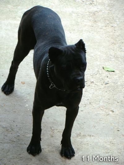 BODYGUARD LAND ANITA | Cane Corso 