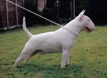 Rendinara Dennis The Menace of Kilacabar | Bull Terrier 