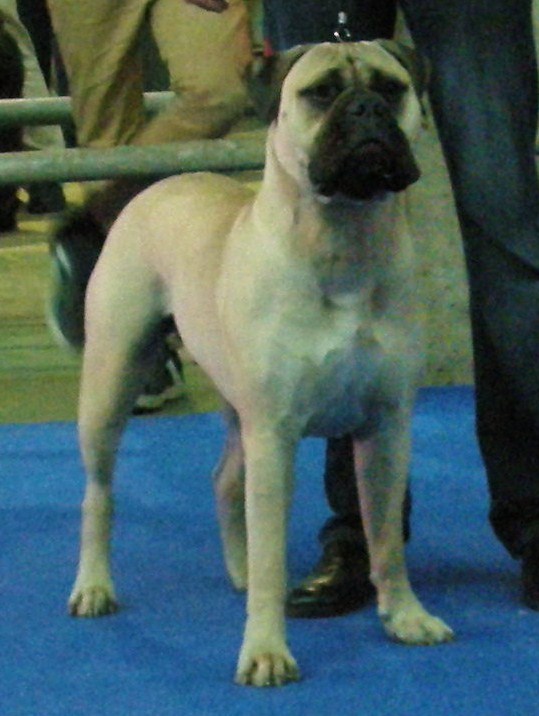 Diana de Fillobull | Bullmastiff 