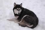 Eremiten Gold Anzi | Siberian Husky 